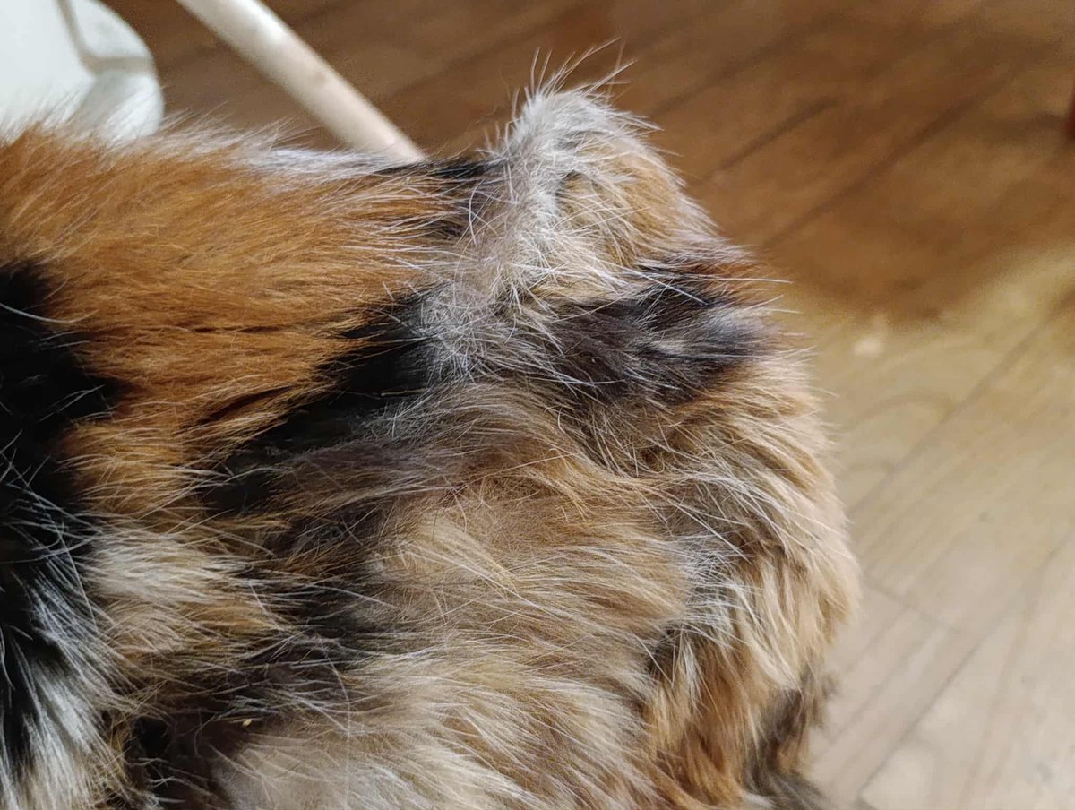 4 GODZINY do końca zbiórki.

Nikogo nie obchodzi jej życie. 
Jej opiekun zmarł, ona została wyrzucona na ulicę! 

A teraz nie ma nawet środków na pomoc.

ratujemyzwierzaki.pl/lusiaa-felineus