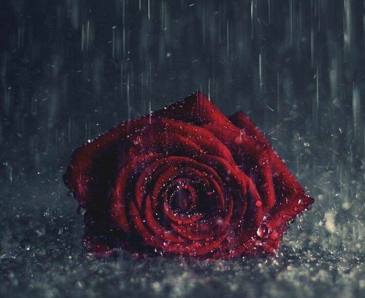 من بغاني حرف  اسقيتـه  عذوبـه
ومن بغاني قلب اصدق من صديق

خافقــي و إن راح ما يبطي هبوبـه
و إن زعل مالـه على الرده طريــق
〰️