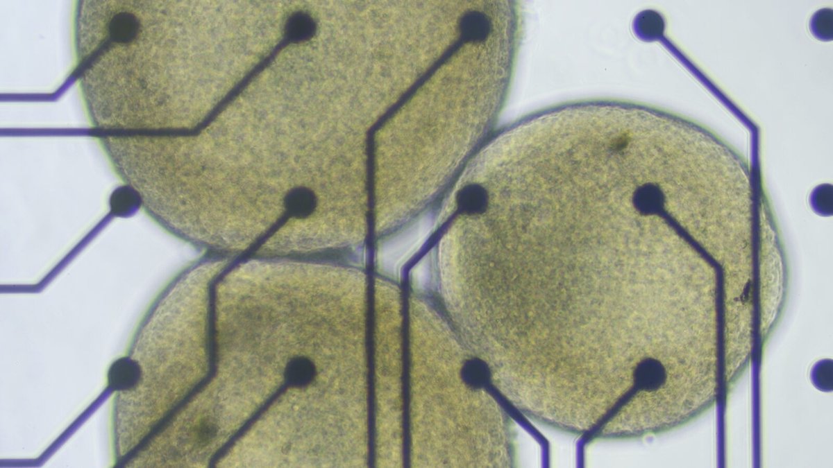 ChEnected's tweet image. #Organoid intelligence aims to redefine #biocomputing bit.ly/4o8CFKH @JohnsHopkins