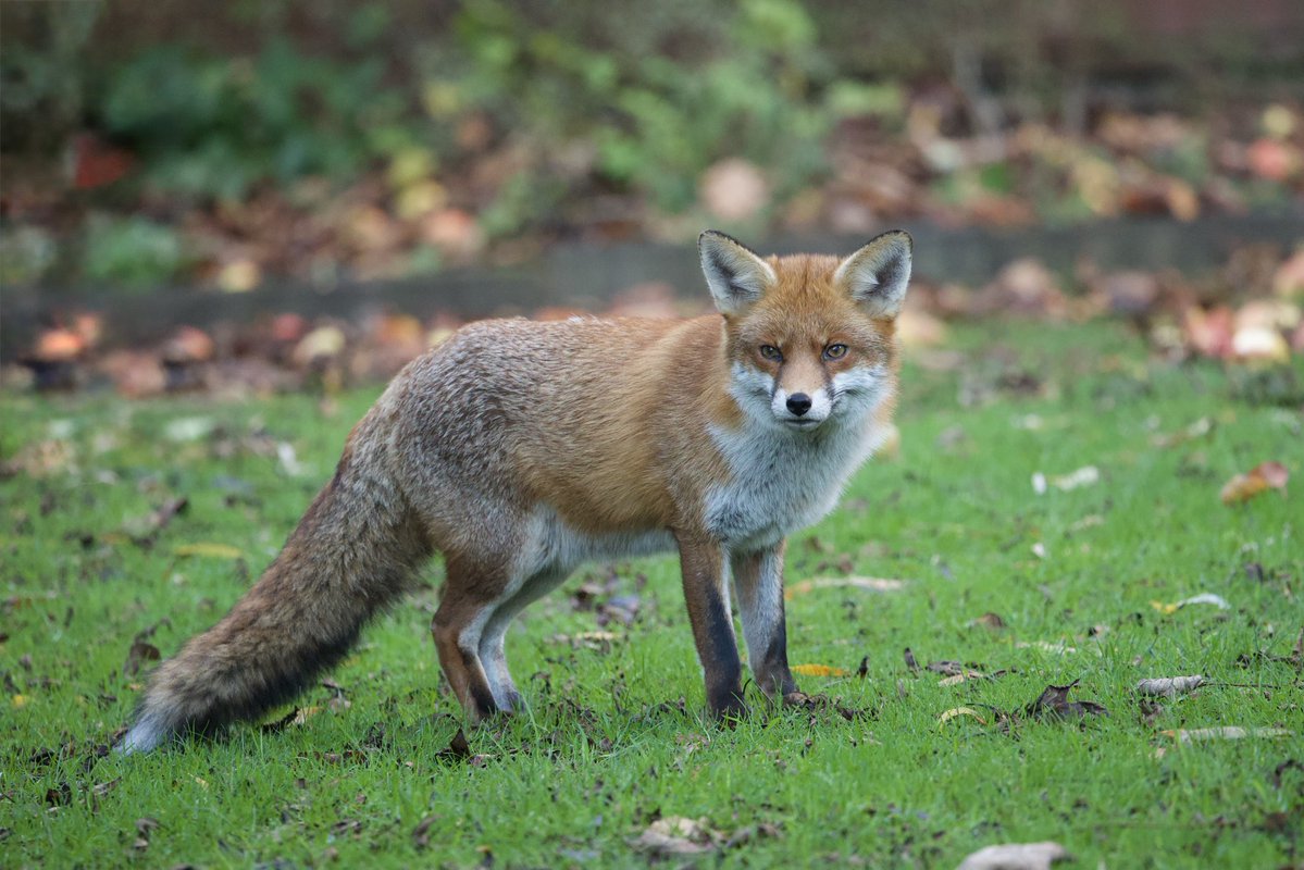 davidhateley's tweet image. Our garden fox looking ready for winter this afternoon. #FoxOfTheDay