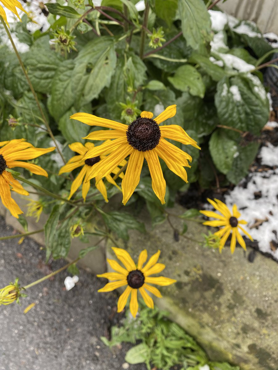 Sonia Zuccaro tweet media