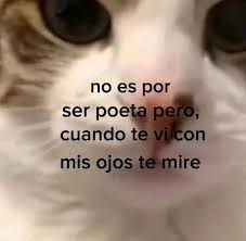 tweet genérico para farmear likes y que no me olviden