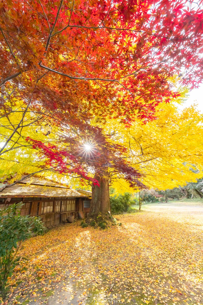 ゆきんこ (@yuki9274) / Posts / X