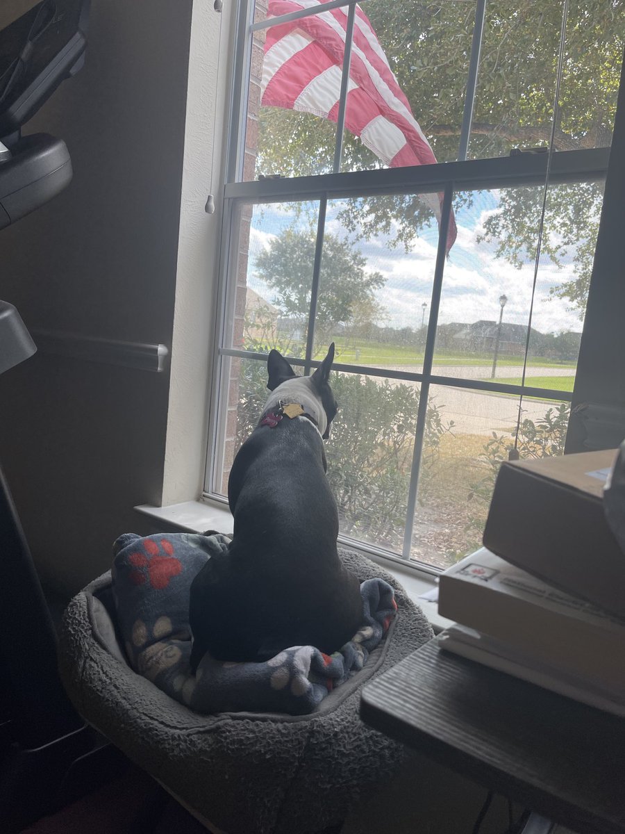 Penny Pie 🌈Stubby & Sugies🌈 tweet media