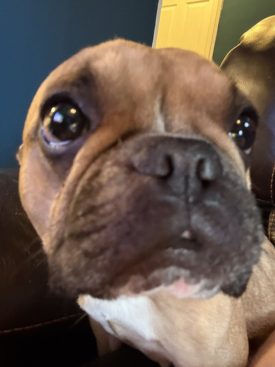 Because of you all, Hally is able to afford a wheelchair, ramps, diapers, and some of it is being put into laser therapy for her! I appreciate you all more than you know. You're all helping me in a very hard time in my life. Thank you. 🩵