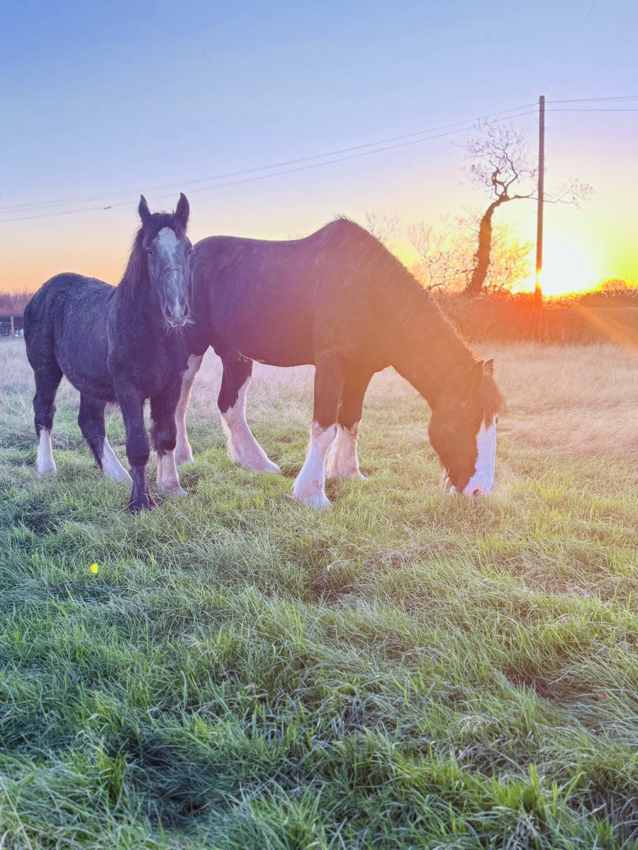 We’ve taken delivery of a couple of Shire horses… no, not to go in the burgers, we leave that to the supermarkets 😂

They’ve come on holiday from up in the hills to keep the grass down. 

Say hello to big Donald &amp; his little nephew Greyking 🐎🐴🐎