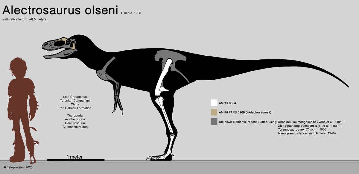 PedroMa23765483's tweet image. Olsen&apos;s Solitary lizard, Alectrosaurus olseni skeletal

#paleoart