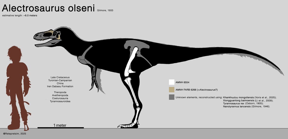 PedroMa23765483's tweet image. Olsen&apos;s Solitary lizard, Alectrosaurus olseni skeletal

#paleoart