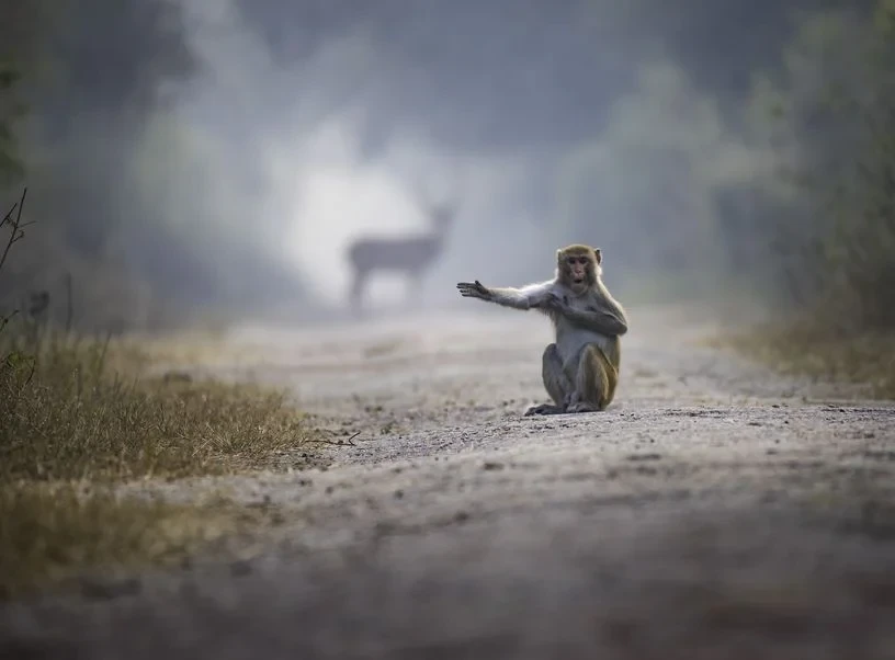 LeoAuteur's tweet image. Préposé à la #circulation en #Inde…

📷 Pratick Symbol