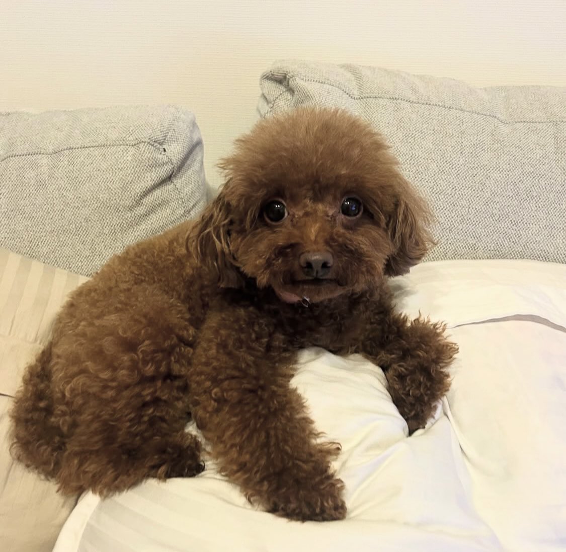 hiyokko928's tweet image. そんな目で見ないでよ 🙈 
 #lunongram