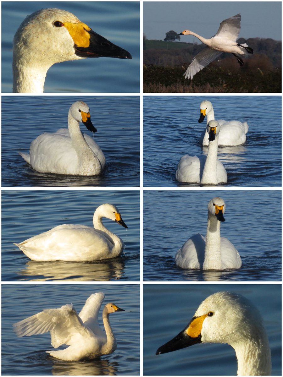 Adorable Bewick’s Swans returning <a href="/WWTSlimbridge/">WWT Slimbridge</a> this week <a href="/slimbridge_wild/">Slimbridge Sightings</a> <a href="/WWTworldwide/">WWT</a> <a href="/Natures_Voice/">RSPB</a> <a href="/RSPBEngland/">RSPB England</a> <a href="/waderquest/">Wader Quest</a> #ShowUsYourWetlands <a href="/_BTO/">BTO</a> <a href="/BTO_GLOS/">BTO GLOS</a>