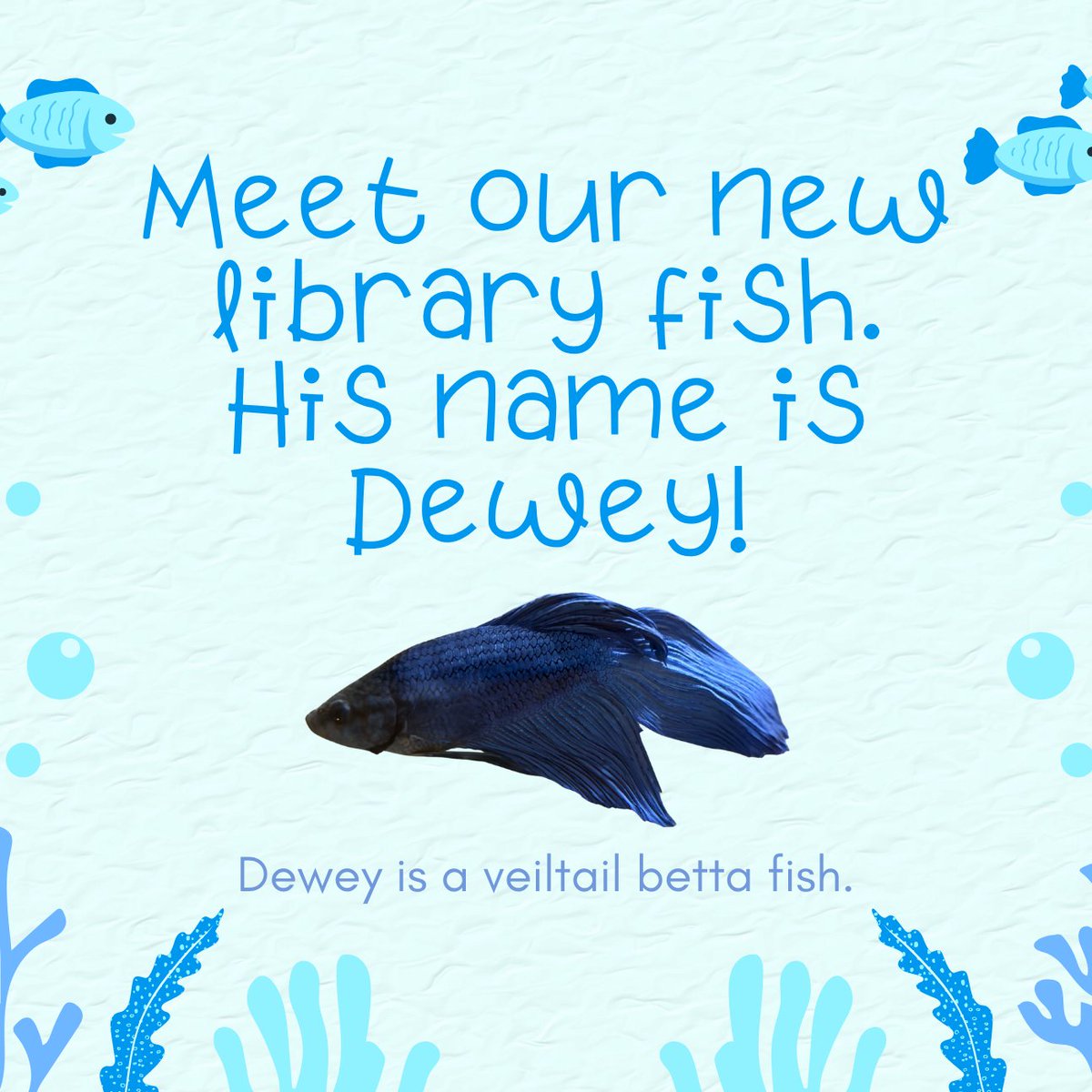 LUFSD_Libraries's tweet image. Adventures abound in the MS library! We've got Mrs. Frizzle, our new fish Dewey, William Rall's 5th Grade Galaxy, and a flourishing Gardyn. @LindenhurstUFSD #LUFSD