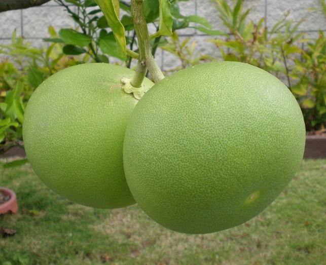 pqaen's tweet photo. I thought this was a melon plant, but melon is a climbing plant https://t.co/Yx2WtuCnms