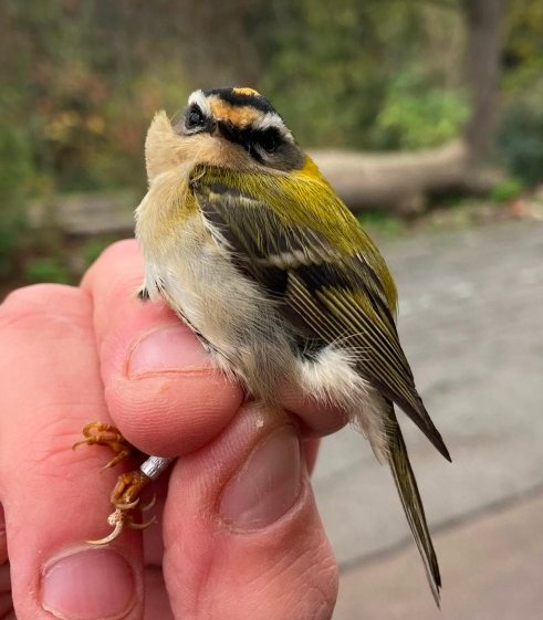Bill Haines (West London Birding) tweet media