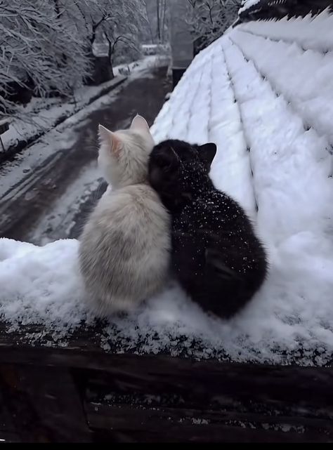 blackdreamvibes's tweet image. 