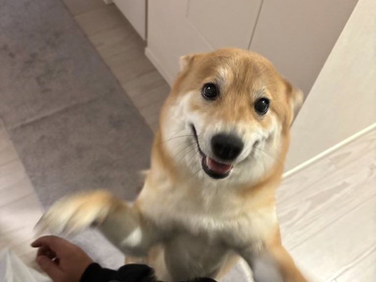 柴犬しばみ (@shibami_) / Posts / X