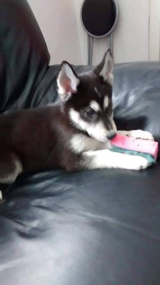 RIP TO THE KING TIKO YOU GAVE ME THE BEST 13 YEARS OF FRIENDSHIP AND HELPED ME AT MY LOWEST YOU WILL BE MISSED MASSIVELY HOPE YOU GET TO CHEW ALL THE SOCKS AND EAT ALL THE GARLIC BREAD IN HUSKY HEAVEN ❤️❤️