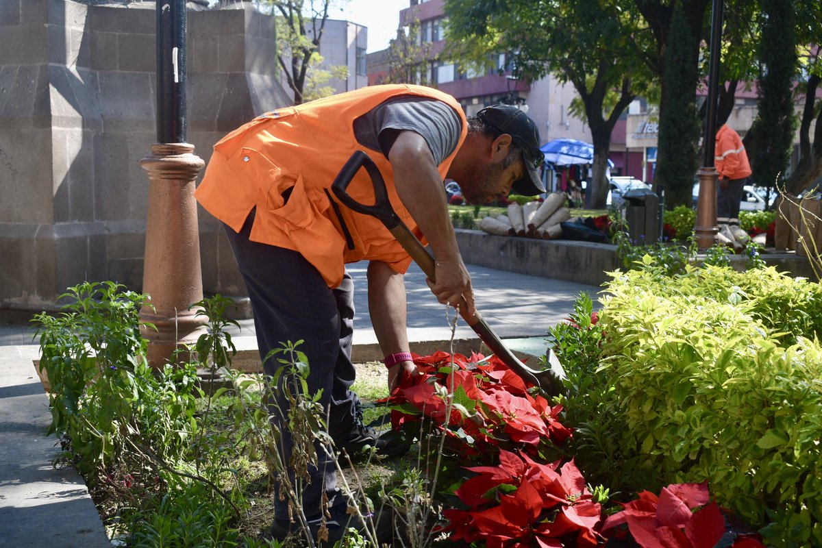 El equipo de Parques y Jardines trabaja en la reforestación con plantas de Nochebuena en el Jardín de San Juan de Dios, con el objetivo de que este espacio luzca en perfecto estado durante las fiestas decembrinas. 🌹

Seguimos adelante por un #SanLuisAmable. 🤝🩷