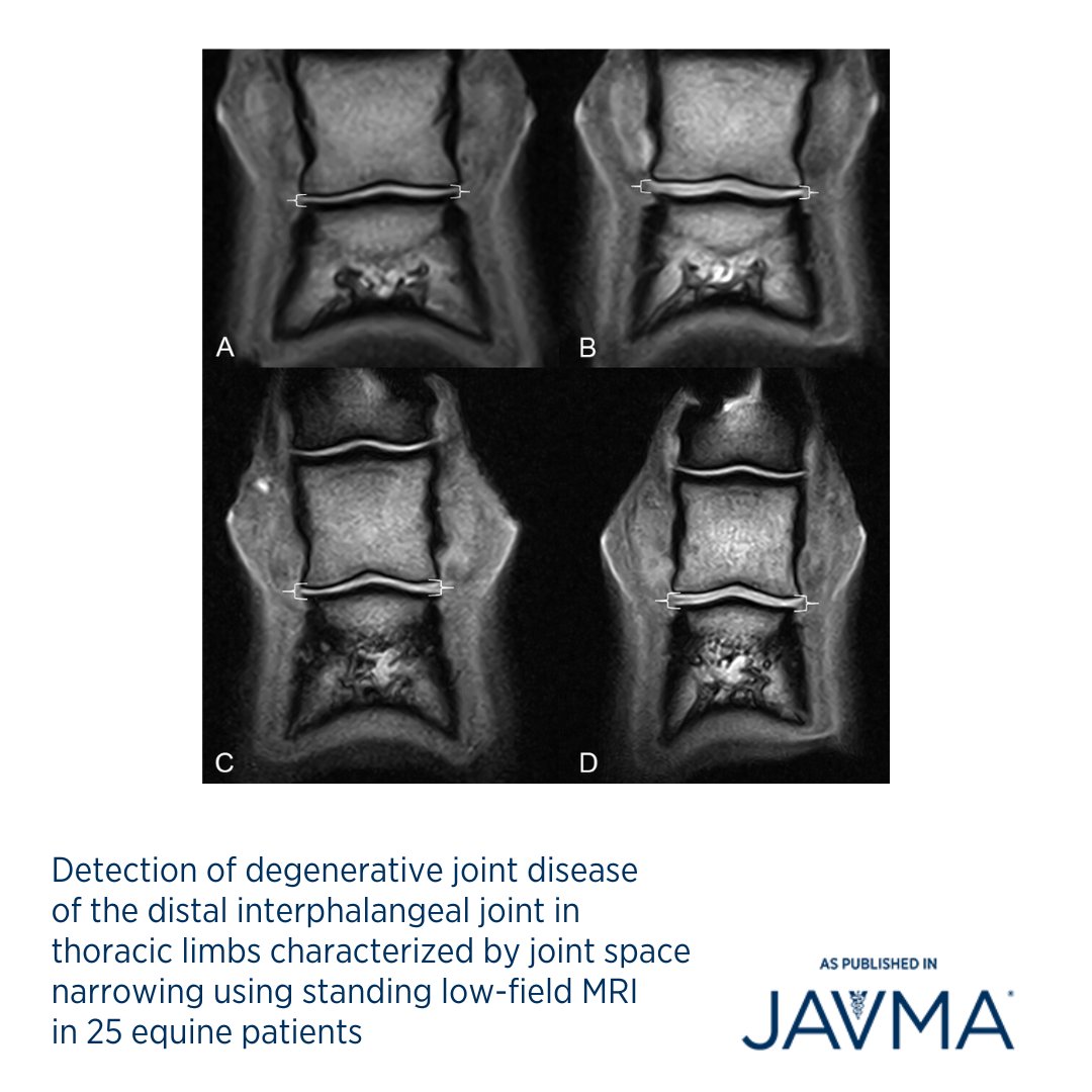 AVMAJAVMA's tweet image. Low-field standing #MRI is valuable for assessing distal interphalangeal joint narrowing. 🐎 Open access article: jav.ma/dipj #DIPJ #cartilage #equine #distalinterphalangealjoint