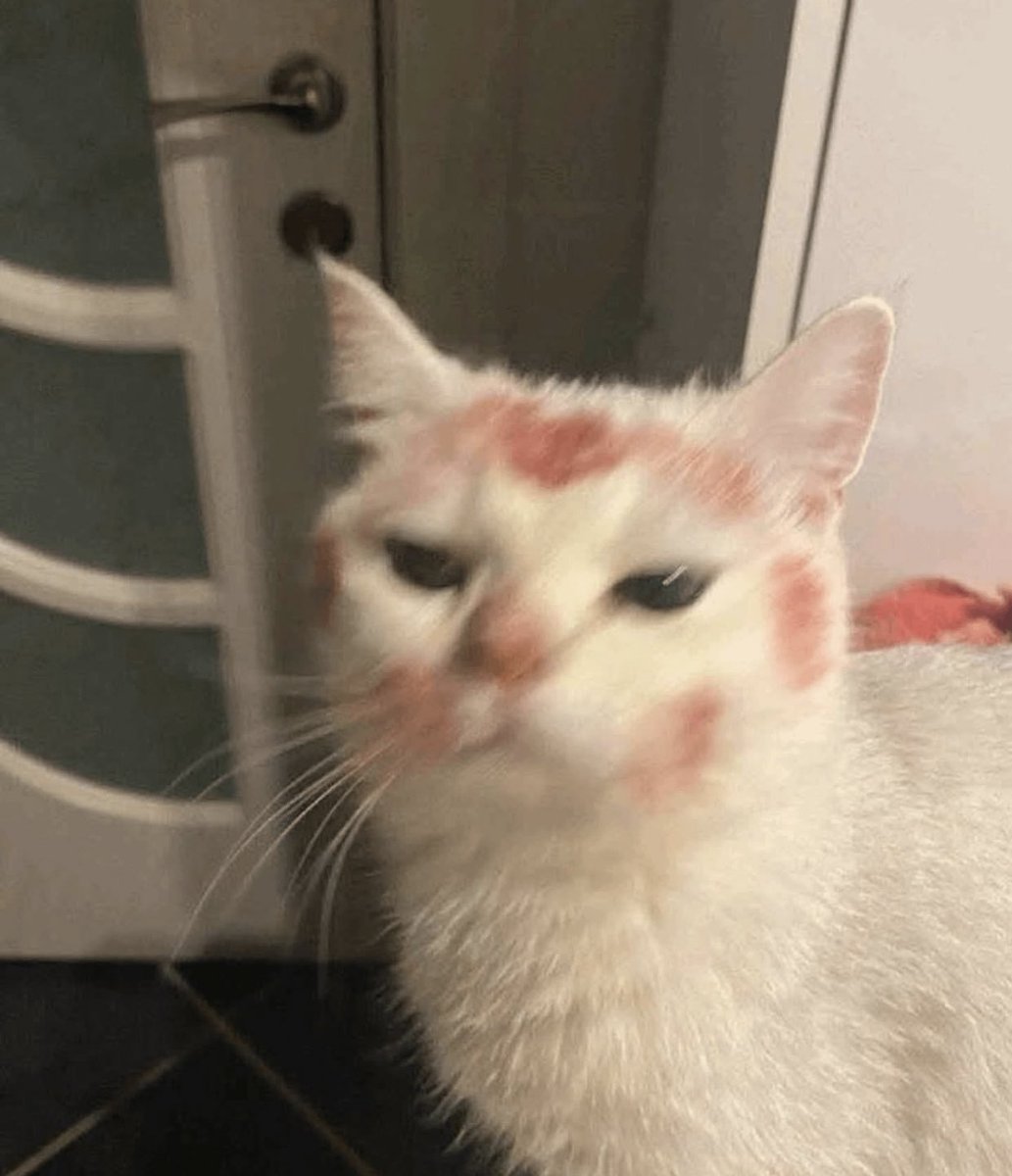 TheCatsX's tweet image. 💋