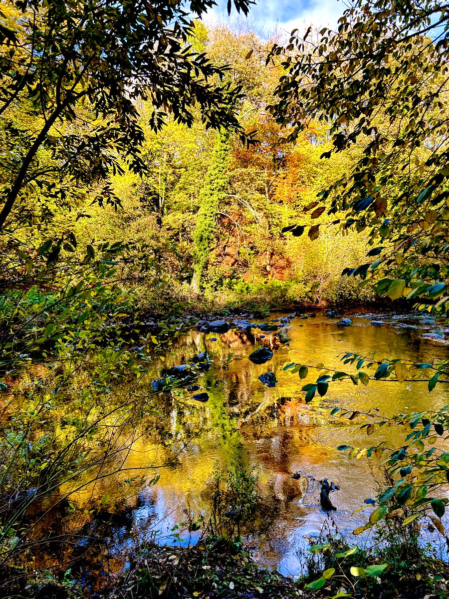 LStewart_books's tweet image. Enjoying the colours of autumn 🍂