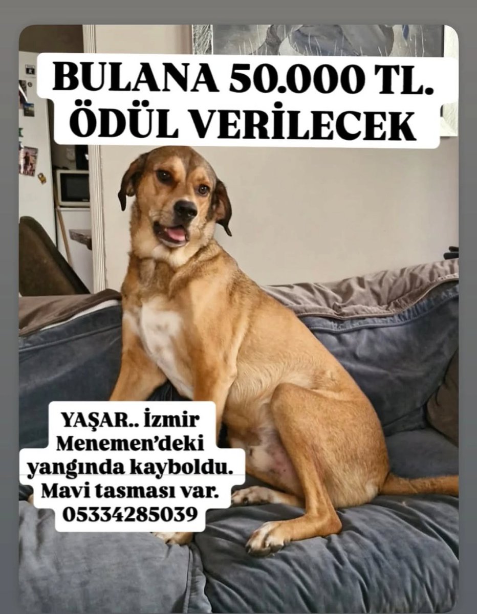 Zülal Kutluer (@zllktlr) on Twitter photo 