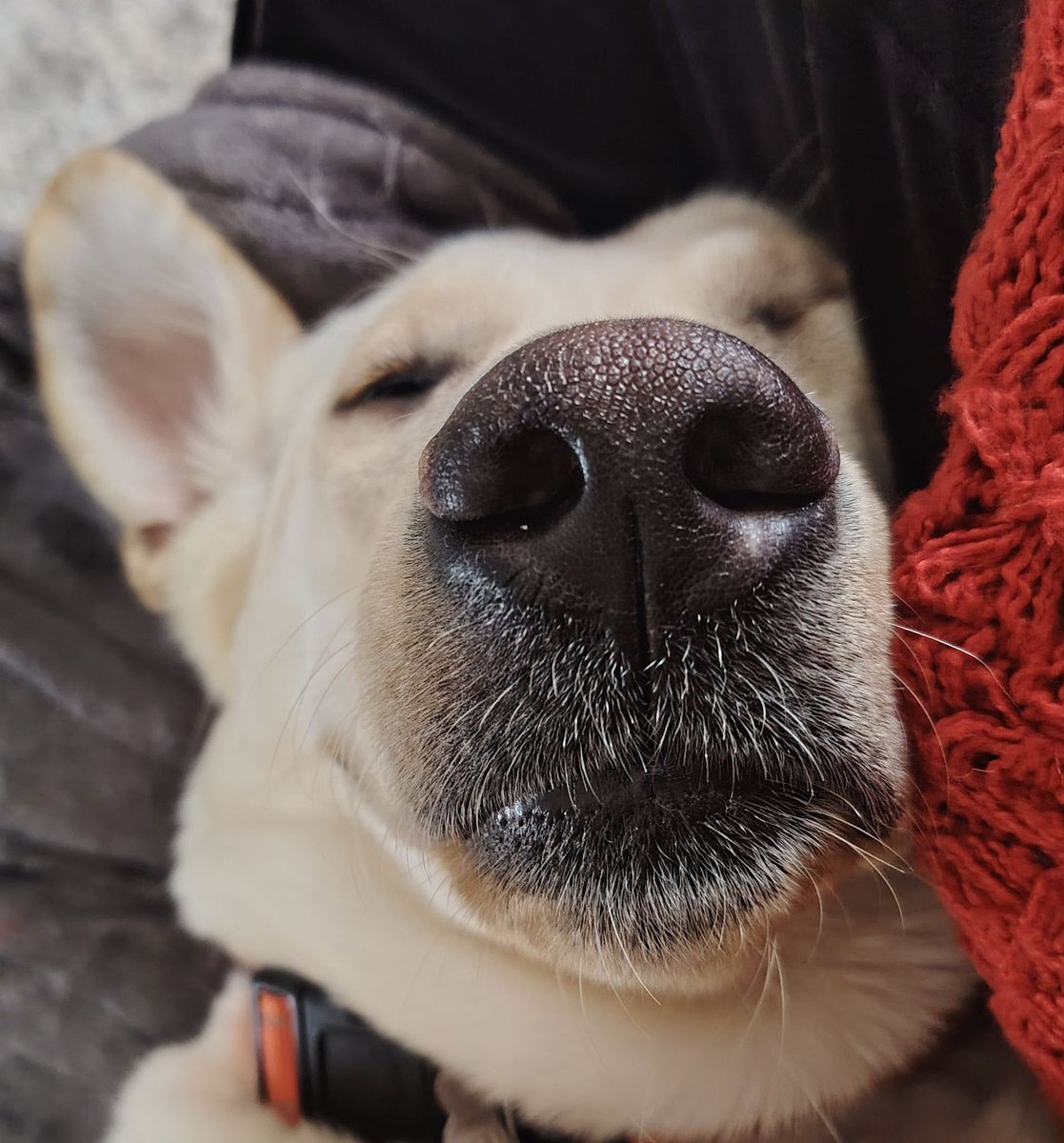 Afternoon from Aggie 🐾👋❤🐶