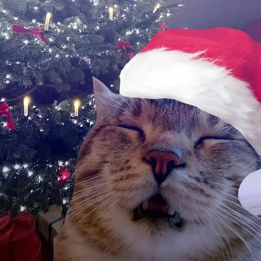 Hilo de fotos de michis navideños para su foto de perfil 🎅🎄🐱🐾, image size:1080x1080