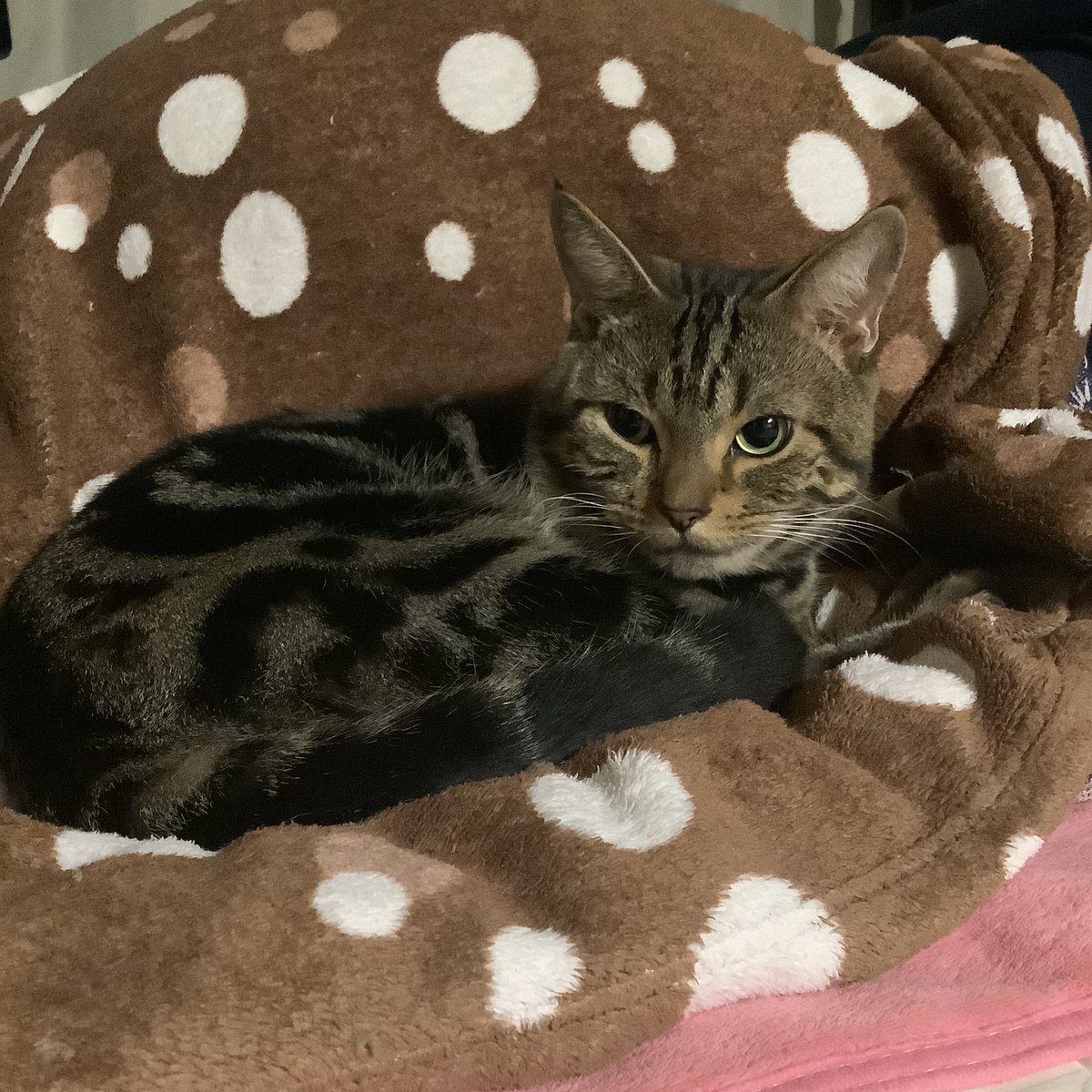 そして飼い猫が母親に添い寝するようになった。ので、もう季節は冬です。異論は認めます。

#猫のいる暮らし #アメリカンショートヘア