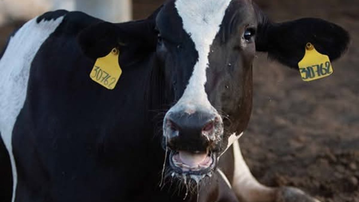 #EstrésCalórico ☝🏻Si bien no siempre se ve de inmediato, el comportamiento de las vacas da muchas pistas: 
🔸 Aumento de la frecuencia respiratoria
🔸 Jadeo y salivación 
🔸 Aglomeraciones en sombra o bebederos 
🔸 Menor tiempo de rumia y consumo 
🔸 Caída en producción y sólidos