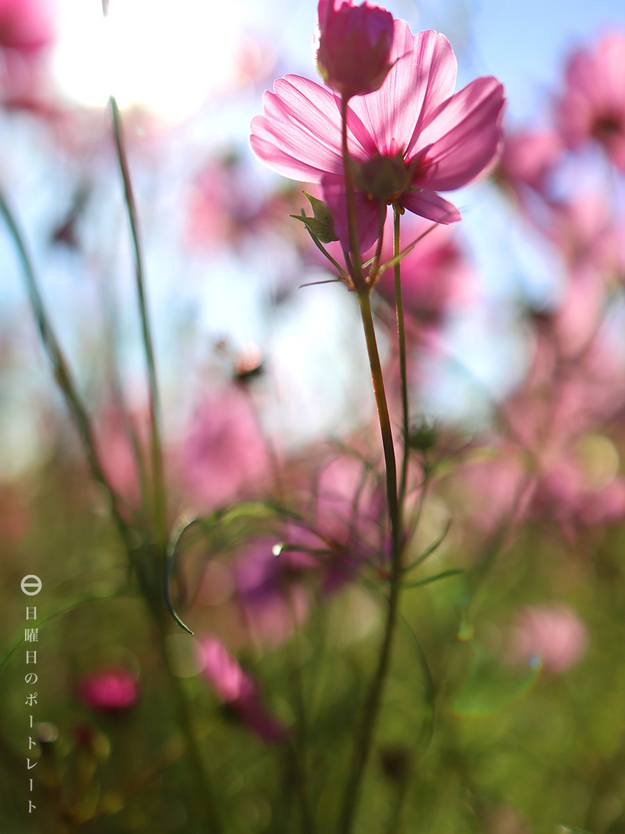 お花を撮ってもいつものポートレートな感じの作風