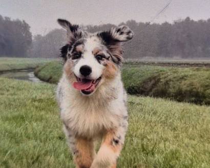 Diefstal van een pup in Leek, Roemeens kenteken SJ19LKS gezocht