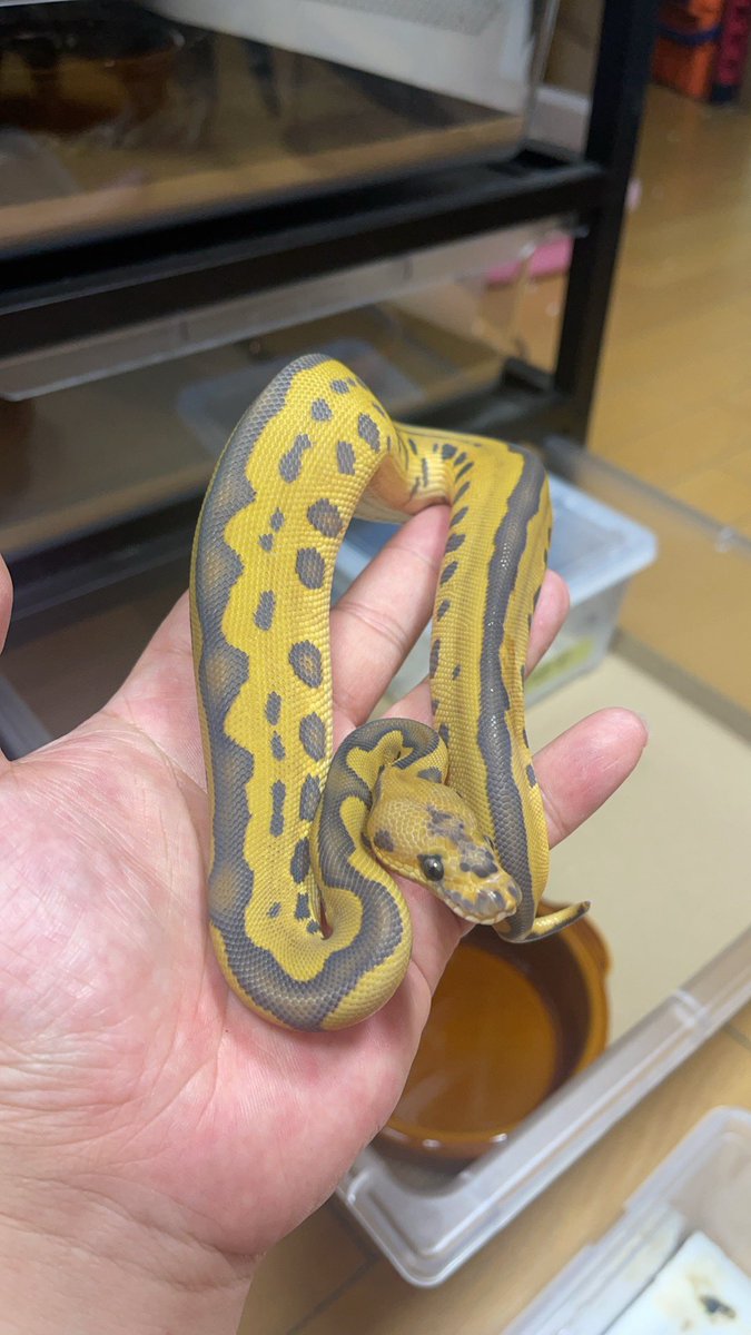 Masa8877man's tweet image. 今日も一日
お疲れ様でした。

Leo hypo clown het pied 0.1
#ボールパイソン
 #爬虫類好きと繋がりたい #ballpython