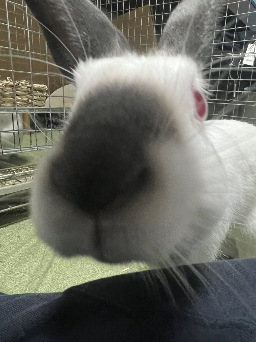 ボクです！
#うさぎ
#ヒマラヤン
#ヒマ日記　516日目