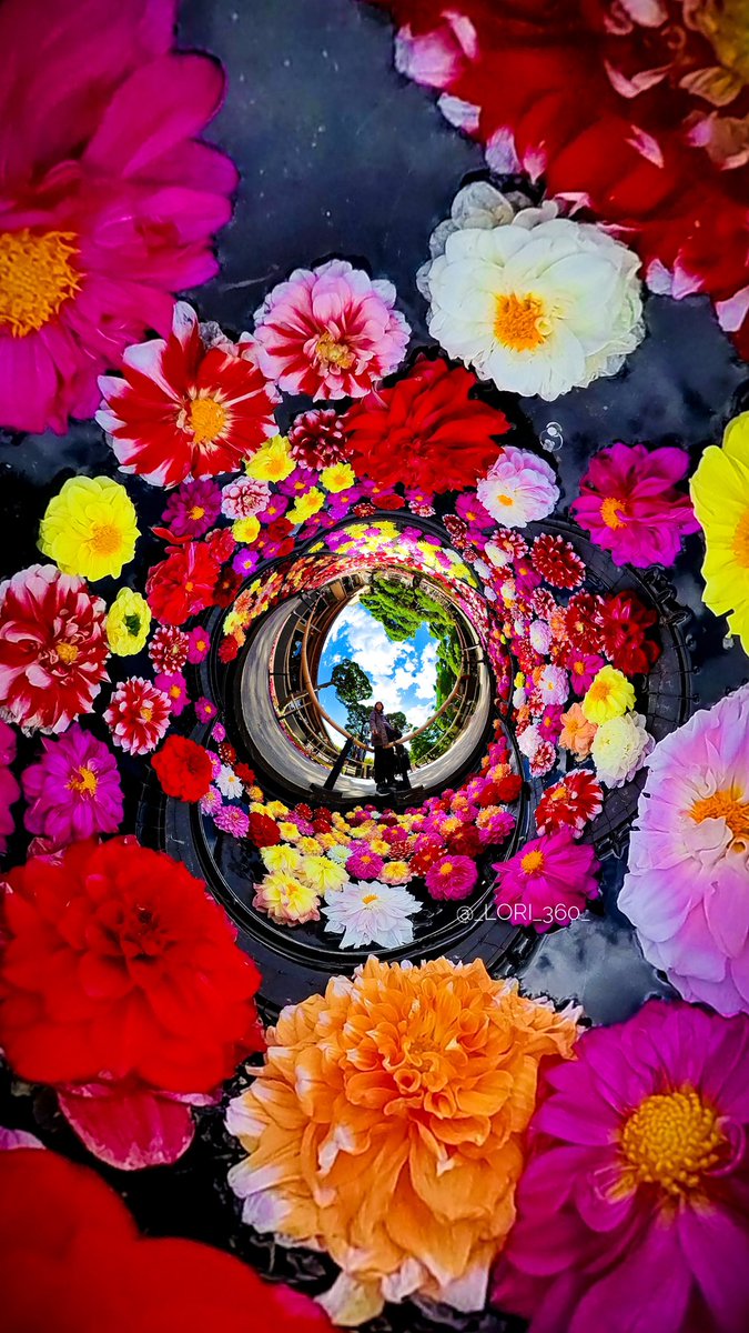 _lori_360_'s tweet image. Flowers floating all across the garden pond.🌸🌼🌺🌼🌸🌼✨

#insta360 #Leica #dhalia
@panophotos
@insta360 @insta360_Jp