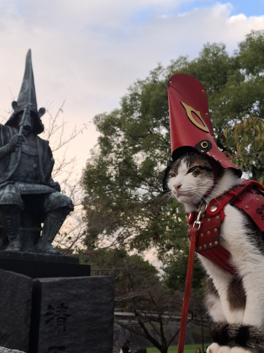 熊本猫 小鉄 (@ZIPPO0833) / Posts / X