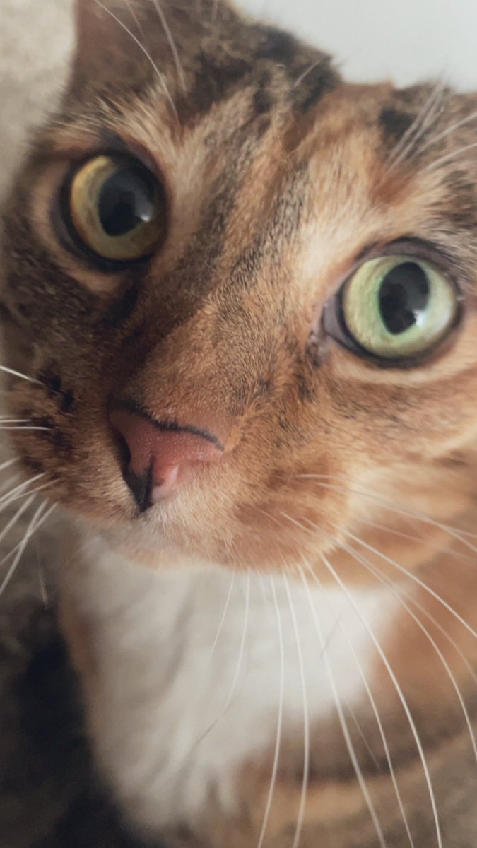 Foster_Fluff's tweet image. Way back, a long time ago, this little girl was thrown from a moving car and left on the side of a highway to die. A runner found her; we fostered her. She’s such a survivor. My son adopted #Beans and she is a true treasure. 🧡🤎🤍🖤#WeLoveBeans #QueenOfOurHearts 
#CatsOfX