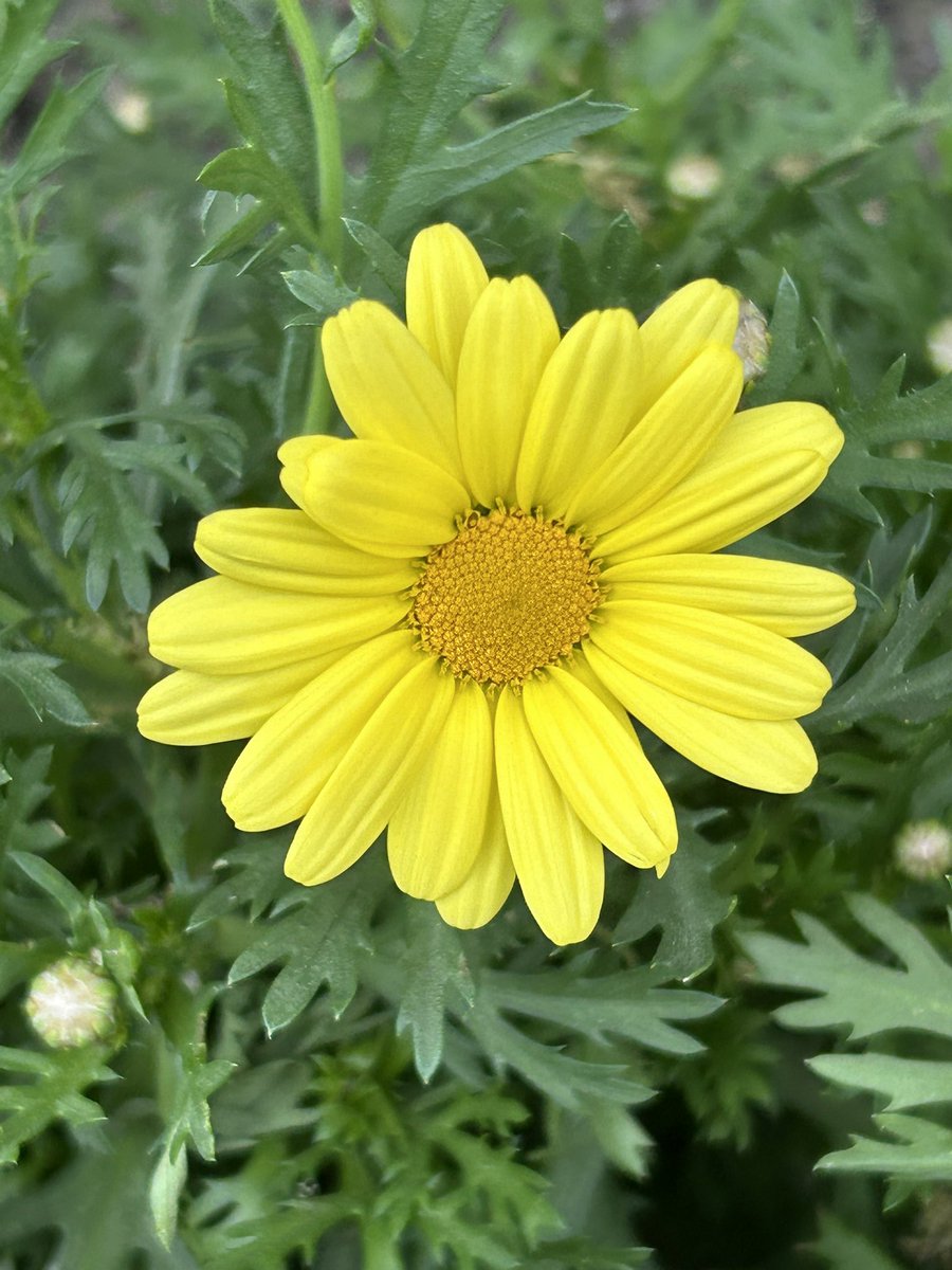 Today’s Photography Challenge is:  The color Yellow
QP or repost your favourites