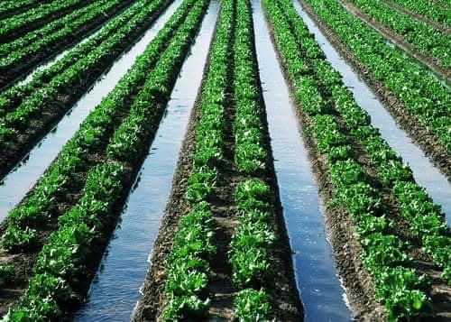 AimePatrickIra1's tweet image. CHOOSING THE RIGHT IRRIGATION METHOD FOR YOUR FARM 

Selecting the best irrigation system isn&apos;t one-size-fits-all—it depends on your specific farm conditions, budget, and goals. Here&apos;s what you need to consider:

KEY FACTORS TO CONSIDER:

1. Budget &amp;amp; Initial Investment
Different…