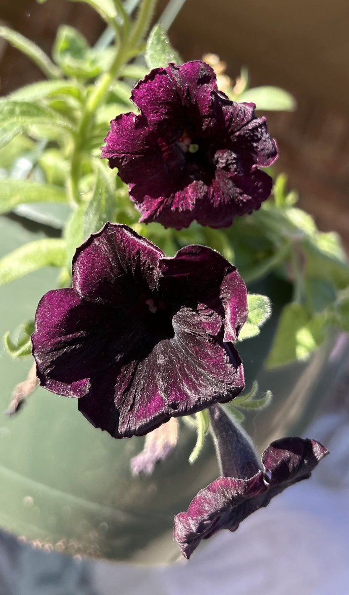 RACEEDITOR's tweet photo. A few fall flowers buds left. https://t.co/IcolOTIjI2