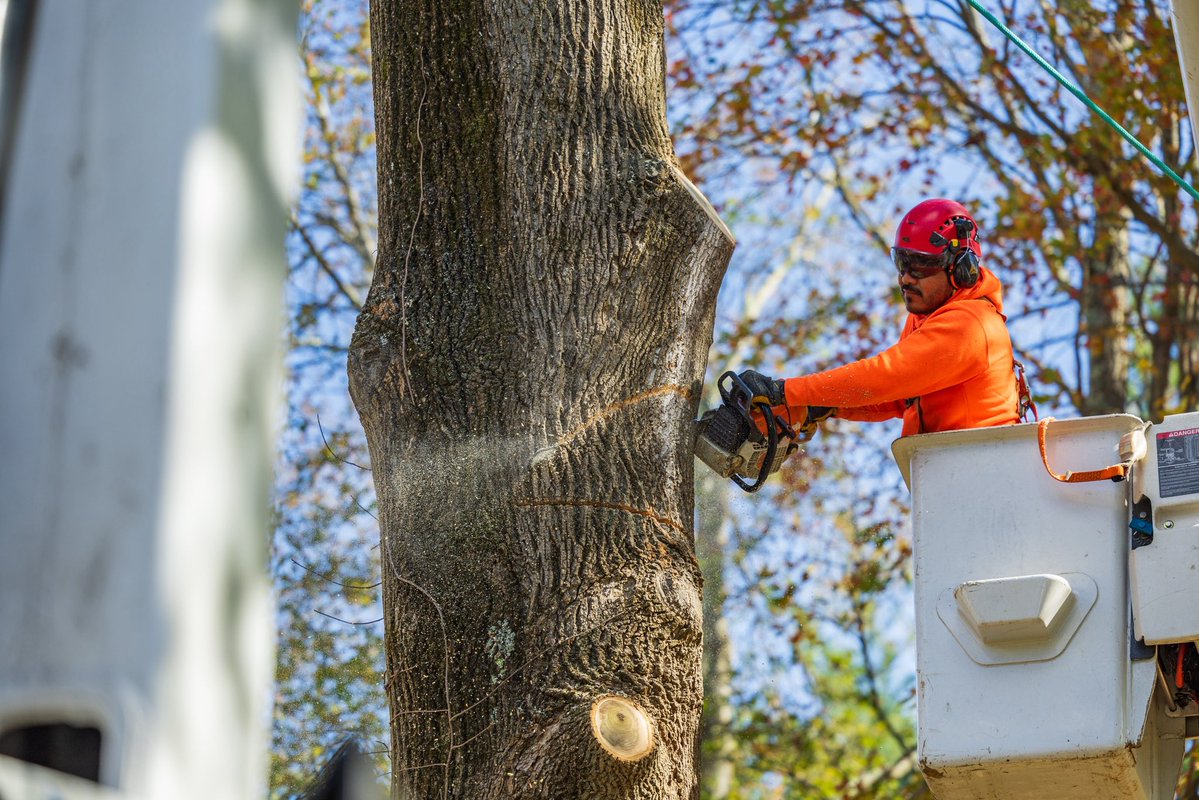 KJTreeService's tweet image. Almosttttt Fridayyyyyy🤩🤩🤩🤩 Give us a call today and we will send one of our licensed arborists to your property to give you a FREE tree risk assessment!! 
-
-
-
#FallCleanup #HelloFall #AutumnLeaves #LeafCleanup #FallSeason #SeasonalCare #YardWork #AutumnVibes #OutdoorCleanup…