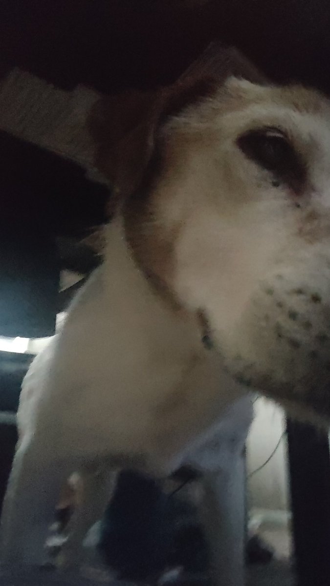 Just pickles trying to become my chair and meld with me (dog things)