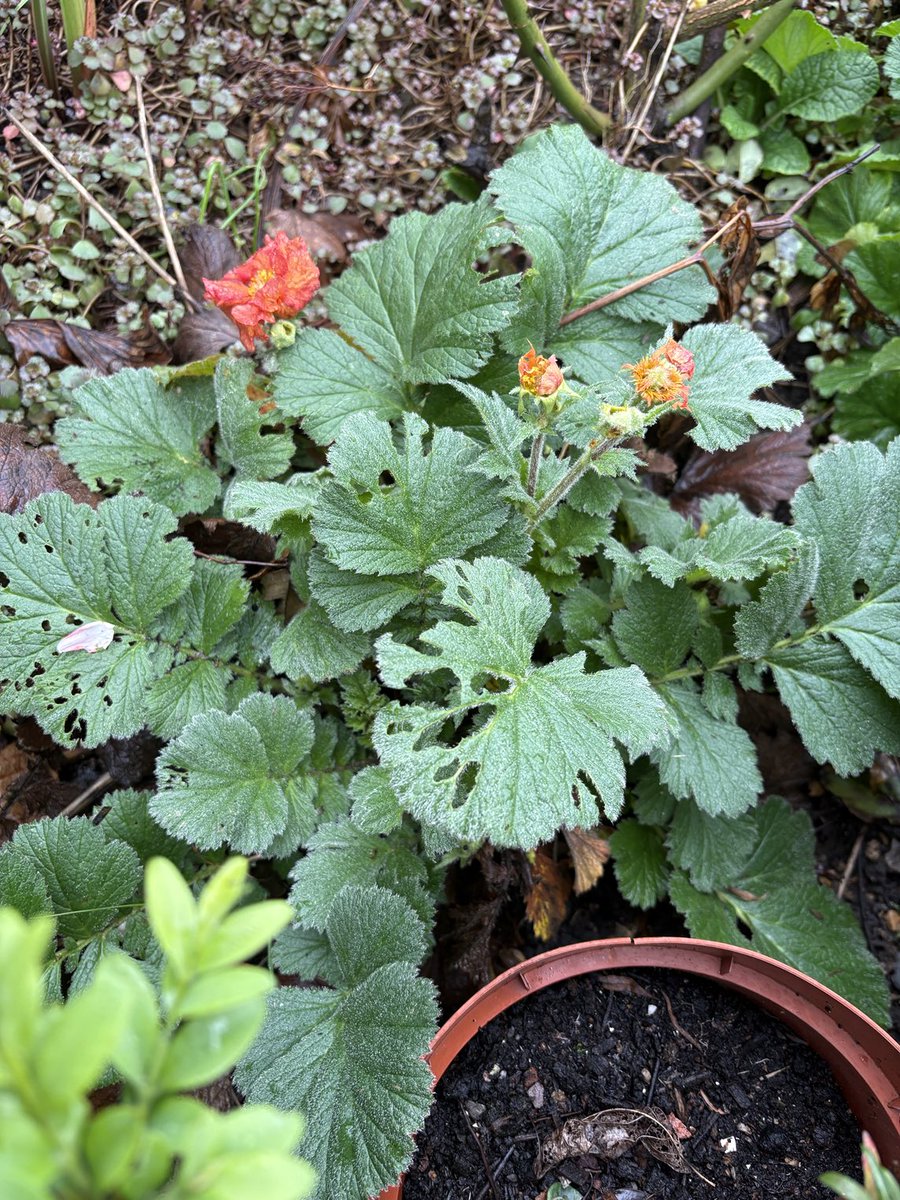 brit_battleaxe's tweet image. As the cold moves in and bites hard - a brave little Geum emerges to say hello!