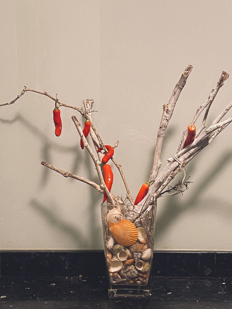 Cuando plantas pimientos y te salen guindillas 🤣 ya tengo arbolito #navideño 
😍😍😍😍