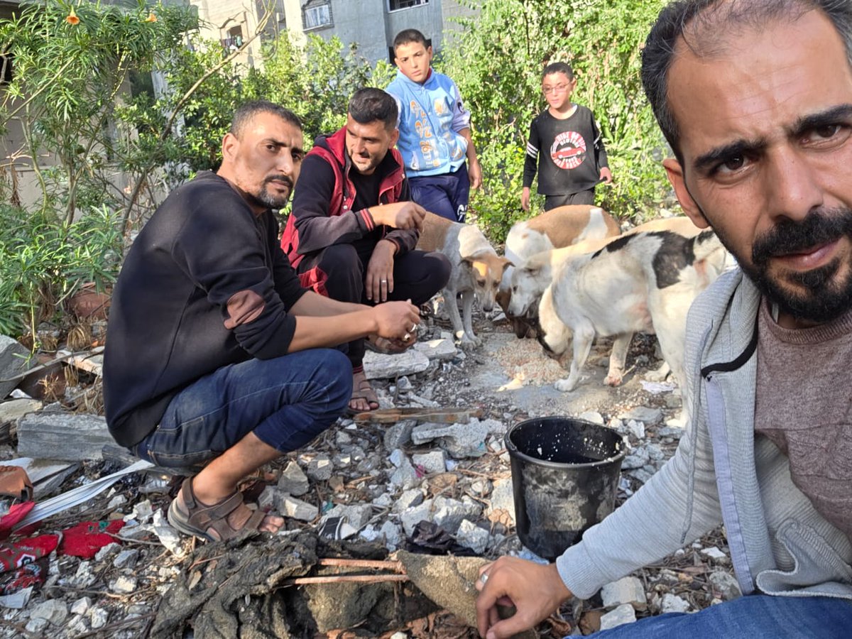 Hishamsousi's tweet image. 🐾🆘My friends everywhere around the world, here are these innocent, poor souls who survived the brutal war we endured. Thanks to you and your generous donations, we are able to provide them with healthy food.Thank you all for your kindness, my friends.🙏paypal.me/HishamSousi🐕
