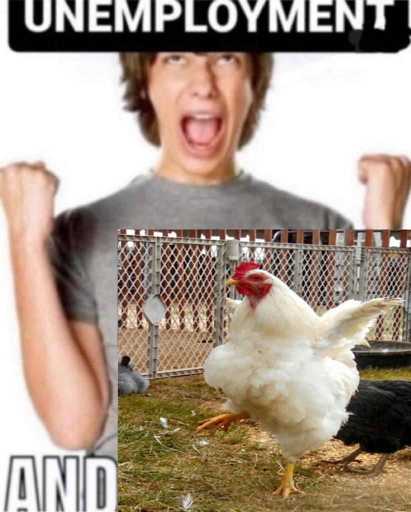 doomedbytheplot's tweet image. I love chickens