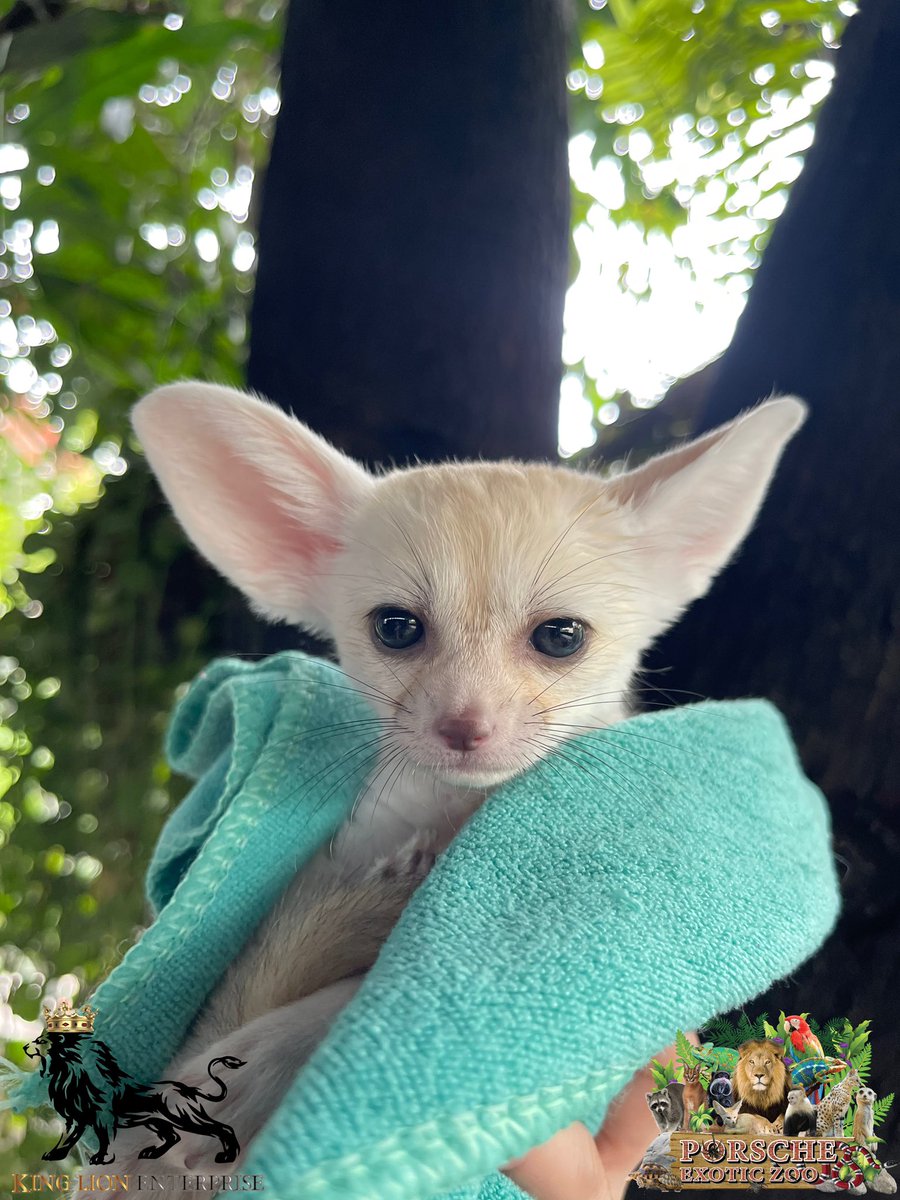 Porsche_shop99's tweet image. เจ้าหนูน้อยเฟนเน็ค 😍

Little Fennec😍

#porscheexoticzoo 
#porscheexoticzooadmin 
#porscheexoticzoooffcial