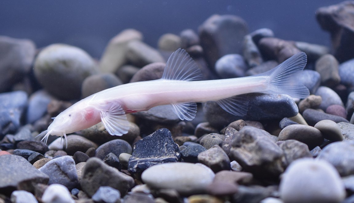 A new cave-dwelling loach was discovered in an underground river outlet in Xiaoganxi Village, Yunnan Province, China. Learn more about it here: doi.org/10.3897/zookey…

#cavefish #loach #phylogeny