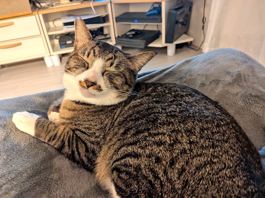 のらねこ のらねこ🐈C107西1へ46a(1日目) (@noraneko0214) / Posts / X