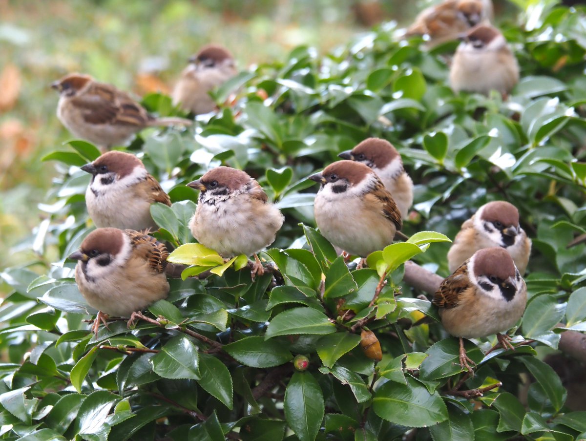 ちゅんちゅん ちゅんちゅん (@chunchu0803) / Posts / X